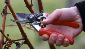 Pruning_Picture